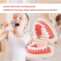 Dental Child Teeth Teaching Model Adult Teeth Gums Standard Demonstration Tool for Kids Studying