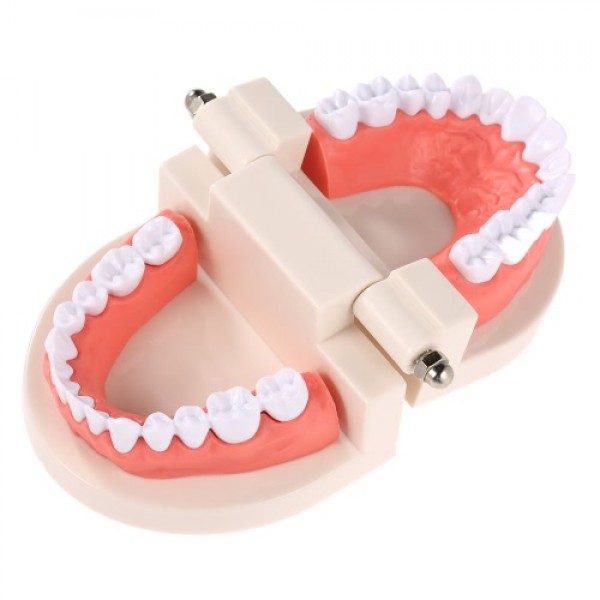 Dental Child Teeth Teaching Model Adult Teeth Gums Standard Demonstration Tool for Kids Studying