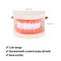 Dental Child Teeth Teaching Model Adult Teeth Gums Standard Demonstration Tool for Kids Studying