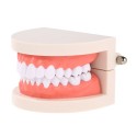 Dental Child Teeth Teaching Model Adult Teeth Gums Standard Demonstration Tool for Kids Studying