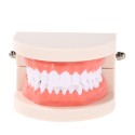 Dental Child Teeth Teaching Model Adult Teeth Gums Standard Demonstration Tool for Kids Studying